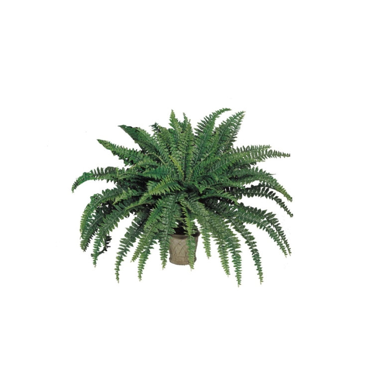 Primrue Faux Fern Plant in Pot Wayfair Canada